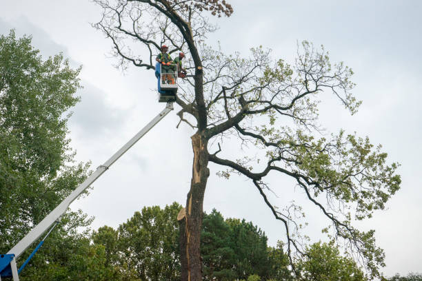 Large Tree Removal in Pike Creek Valley, DE